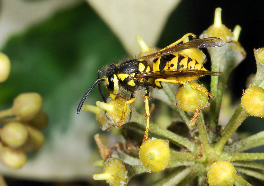 La vespa, il sirfide e la mosca